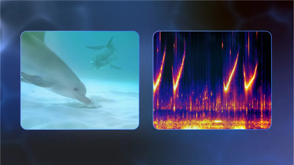 能理解海豚声音！谷歌开发全新AI模型DolphinGemma