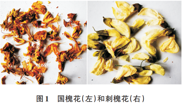 洋槐花营养丰富又鲜美：现在不吃错过再等一年！